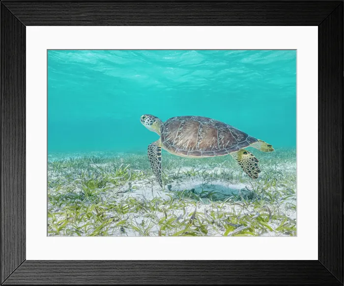 Framed Print : Green Turtle (Chelonia mydas), Grand Cayman, Cayman Islands, British West Indies Framed Print : Green Turtle (Chelonia mydas), Grand Cayman, Cayman Islands, British West Indies