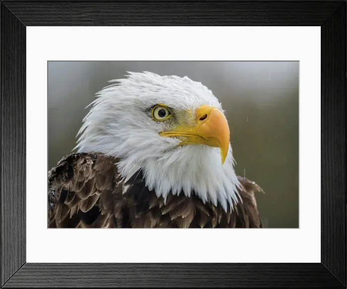 Framed Print : Bald Eagle (Haliaeetus leucocephalus) - captive bred, Ontario, Canada Framed Print : Bald Eagle (Haliaeetus leucocephalus) - captive bred, Ontario, Canada
