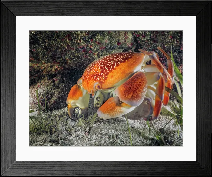 Framed Print : Batwing Coral Crab (Carpilius corallinus) mating, Grand Cayman, Cayman Islands, British West Indies Framed Print : Batwing Coral Crab (Carpilius corallinus) mating, Grand Cayman, Cayman Islands, British West Indies