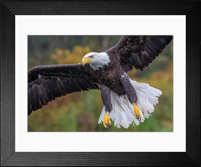 Framed Print : Bald Eagle (Haliaeetus Leucocephalus), Ontario, Canada Framed Print : Bald Eagle (Haliaeetus Leucocephalus), Ontario, Canada