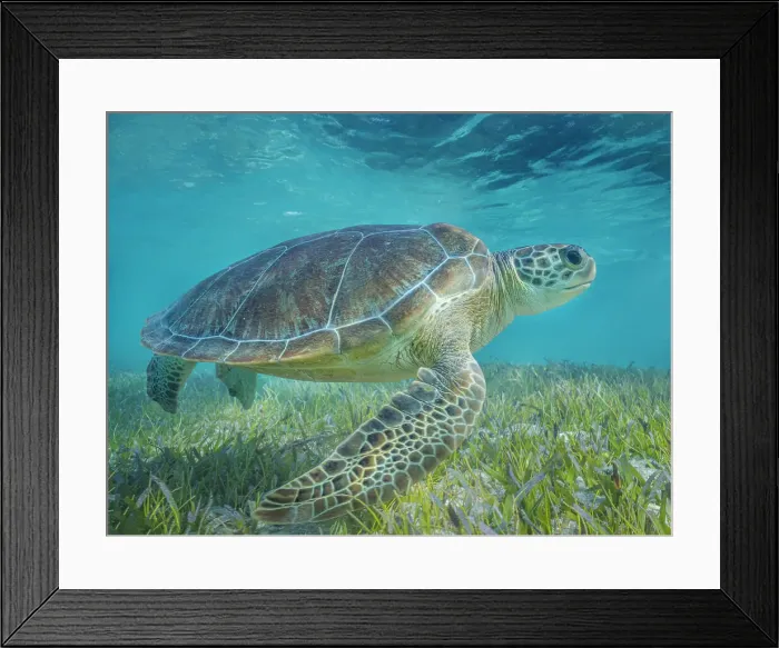 Framed Print : Green Turtle (Chelonia mydas), Grand Cayman, Cayman Islands, British West Indies Framed Print : Green Turtle (Chelonia mydas), Grand Cayman, Cayman Islands, British West Indies