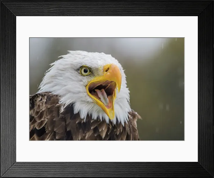 Framed Print : Bald Eagle (Haliaeetus leucocephalus) - captive bred, Ontario, Canada Framed Print : Bald Eagle (Haliaeetus leucocephalus) - captive bred, Ontario, Canada