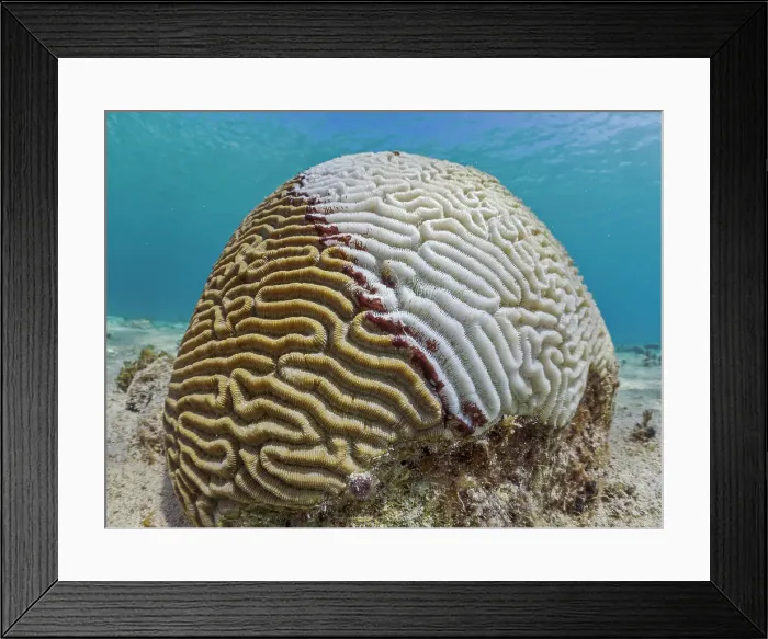 Framed Print : Symmetrical Brain Coral (Pseudodiploria strigosa) suffering from Stony Coral Tissue Loss Disease (SCTLD) Grand Cayman, Cayman Islands, British West Indies Framed Print : Symmetrical Brain Coral (Pseudodiploria strigosa) suffering from Stony Coral Tissue Loss Disease (SCTLD) Grand Cayman, Cayman Islands, British West Indies