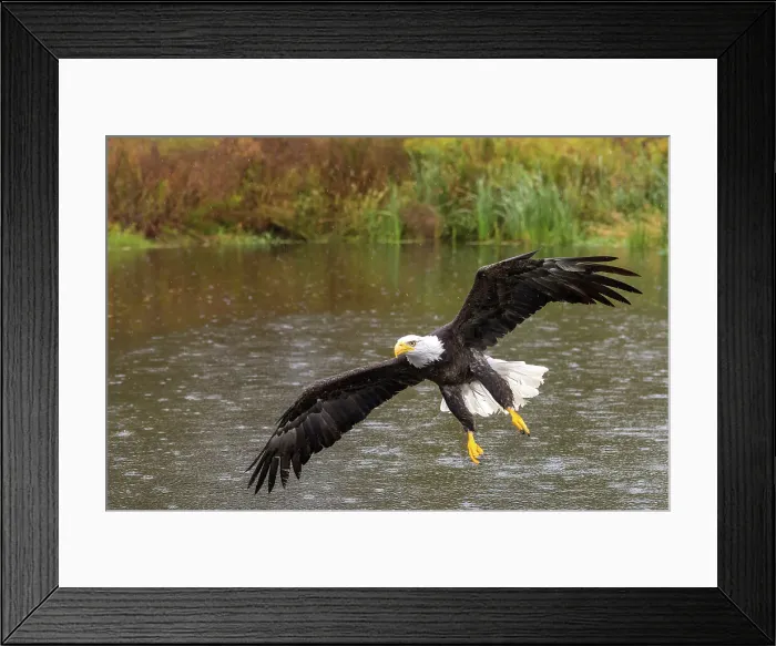 Framed Print : Bald Eagle (Haliaeetus leucocephalus) in flight - captive bred, Ontario, Canada