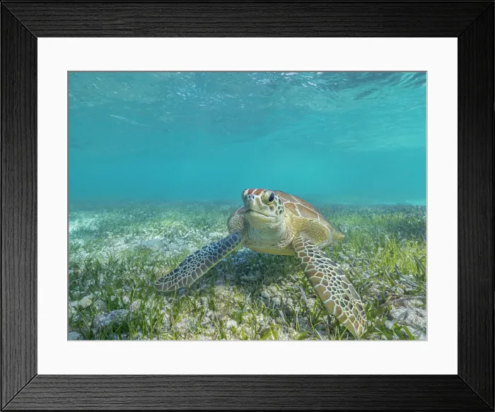 Framed Print : Green Turtle (Chelonia mydas), Grand Cayman, Cayman Islands, British West Indies