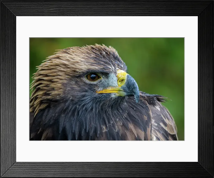 Framed Print : Golden Eagle (Aquila chrysaetos), Ontario, Canada Framed Print : Golden Eagle (Aquila chrysaetos), Ontario, Canada