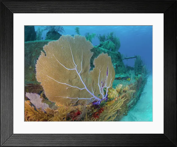 Framed Print : Common Sea Fan (Gorgonia ventalina) at the Doc Poulson Wreck on Grand Cayman, Cayman Islands, Biritsh West Indies Framed Print : Common Sea Fan (Gorgonia ventalina) at the Doc Poulson Wreck on Grand Cayman, Cayman Islands, Biritsh West Indies