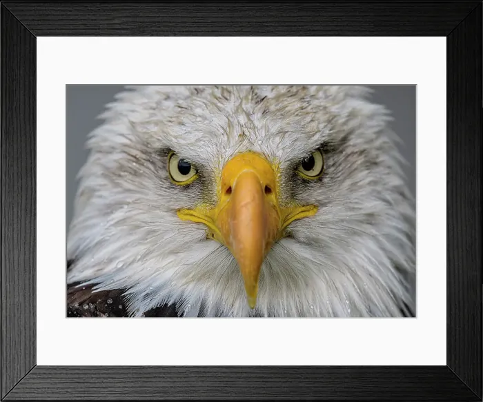 Framed Print : Bald Eagle (Haliaeetus leucocephalus) - captive bred, Ontario, Canada Framed Print : Bald Eagle (Haliaeetus leucocephalus) - captive bred, Ontario, Canada