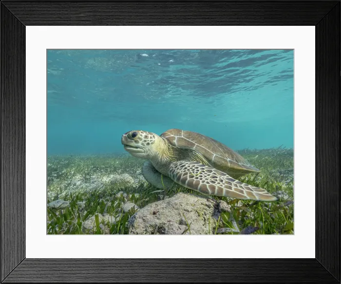 Framed Print : Green Turtle (Chelonia mydas), Grand Cayman, Cayman Islands, British West Indies Framed Print : Green Turtle (Chelonia mydas), Grand Cayman, Cayman Islands, British West Indies