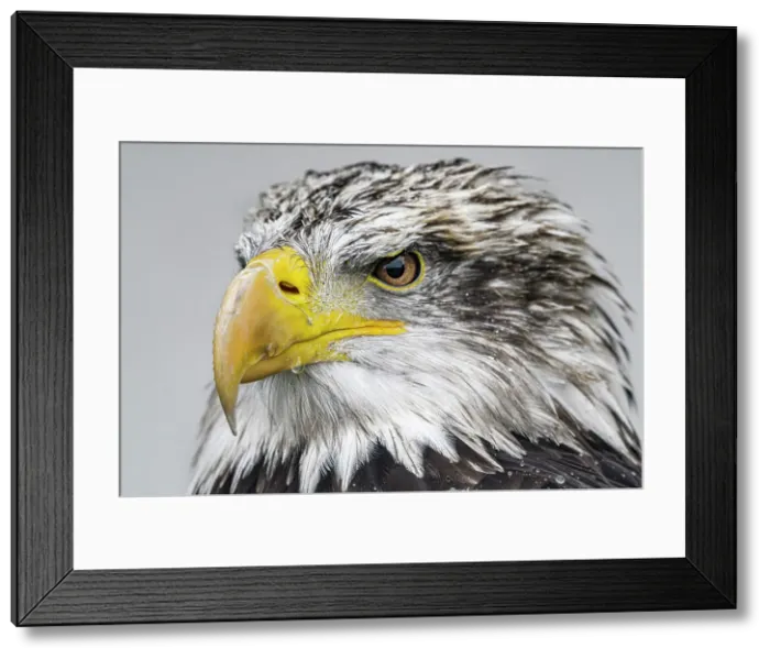 Framed Print : Bald Eagle (Haliaeetus leucocephalus) - captive bred, Ontario, Canada Framed Print : Bald Eagle (Haliaeetus leucocephalus) - captive bred, Ontario, Canada