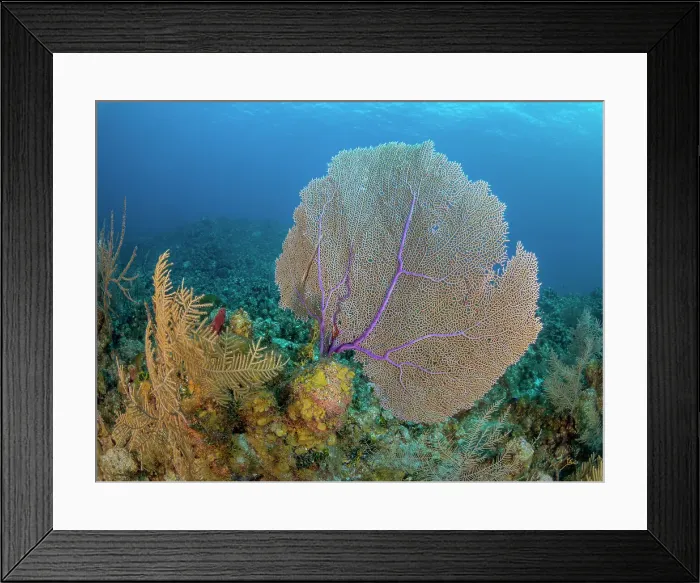 Framed Print : Common Sea Fan (Gorgonia ventalina), Grand Cayman, Cayman Islands, Biritsh West Indies Framed Print : Common Sea Fan (Gorgonia ventalina), Grand Cayman, Cayman Islands, Biritsh West Indies