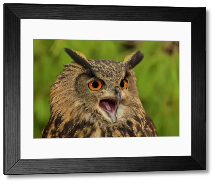 Framed Print : Eurasian Eagle Owl (Bubo bubo) - captive bred, Ontario, Canada Framed Print : Eurasian Eagle Owl (Bubo bubo) - captive bred, Ontario, Canada
