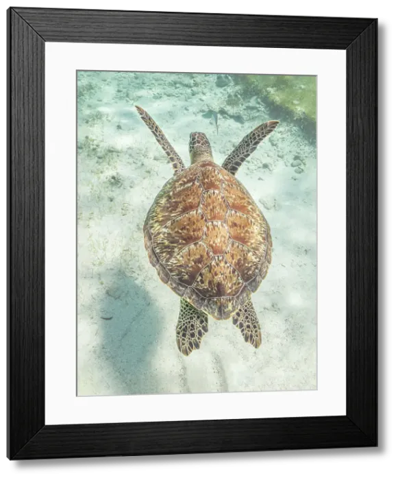 Framed Print : Green Turtle (Chelonia mydas), Grand Cayman, Cayman Islands, British West Indies Framed Print : Green Turtle (Chelonia mydas), Grand Cayman, Cayman Islands, British West Indies