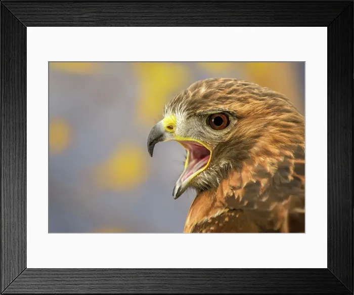 Framed Print : Red-tailed Hawk (Buteo jamaicensis) - captive bred, Ontario, Canada Framed Print : Red-tailed Hawk (Buteo jamaicensis) - captive bred, Ontario, Canada