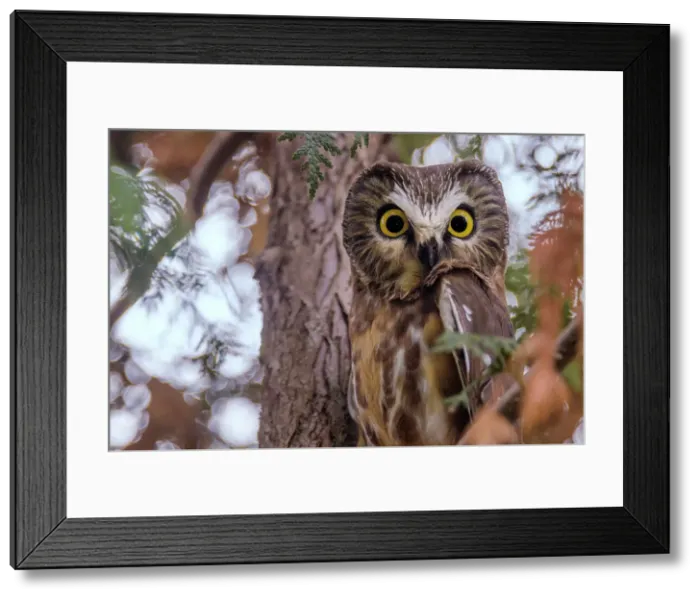 Framed Print : Northern Saw-whet Owl (Aegolius acadicus), Toronto, Ontario, Canada Framed Print : Northern Saw-whet Owl (Aegolius acadicus), Toronto, Ontario, Canada