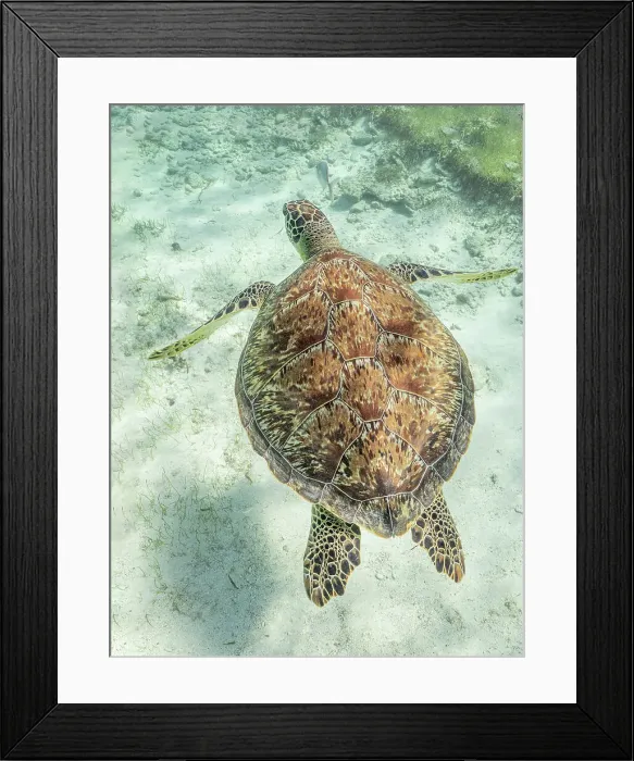 Framed Print : Green Turtle (Chelonia mydas), Grand Cayman, Cayman Islands, British West Indies