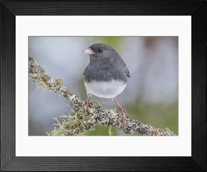 Framed Print : Dark-eyed Junco (Junco hyemalis), Ontario, Canada Framed Print : Dark-eyed Junco (Junco hyemalis), Ontario, Canada