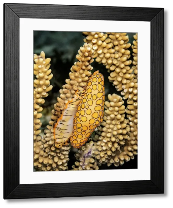 Framed Print : Flamingo Tongue (Cyphoma gibbosum), Grand Cayman, Cayman Islands, British West Indies Framed Print : Flamingo Tongue (Cyphoma gibbosum), Grand Cayman, Cayman Islands, British West Indies