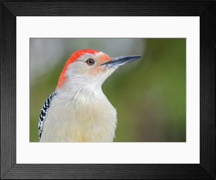 Framed Print : Red-bellied Woodpecker (Melanerpes carolinus), Thornton, Ontario, Canada