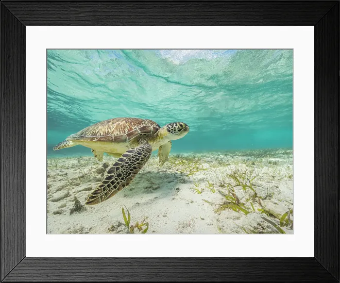 Framed Print : Green Turtle (Chelonia mydas), Grand Cayman, Cayman Islands, British West Indies Framed Print : Green Turtle (Chelonia mydas), Grand Cayman, Cayman Islands, British West Indies