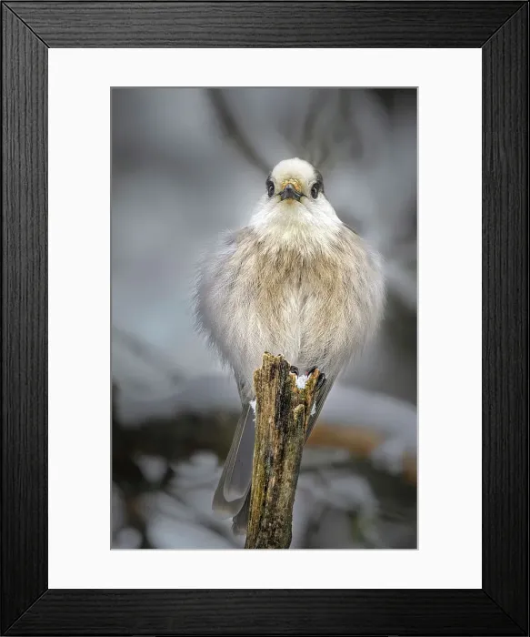 Framed Print : Canada Jay (Perisoreus canadensis), Algonquin Provincial Park, Ontario, Canada Framed Print : Canada Jay (Perisoreus canadensis), Algonquin Provincial Park, Ontario, Canada