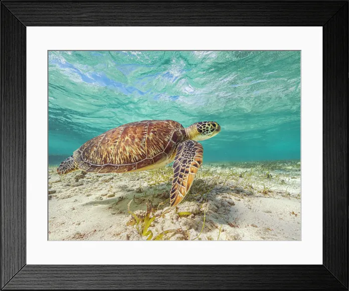 Framed Print : Green Turtle (Chelonia mydas), Grand Cayman, Cayman Islands, British West Indies Framed Print : Green Turtle (Chelonia mydas), Grand Cayman, Cayman Islands, British West Indies