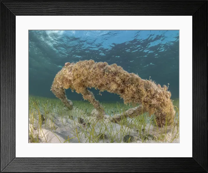 Framed Print : Wreck of the Geneva Kathleen, Grand Cayman, Cayman Islands, British West Indies Framed Print : Wreck of the Geneva Kathleen, Grand Cayman, Cayman Islands, British West Indies