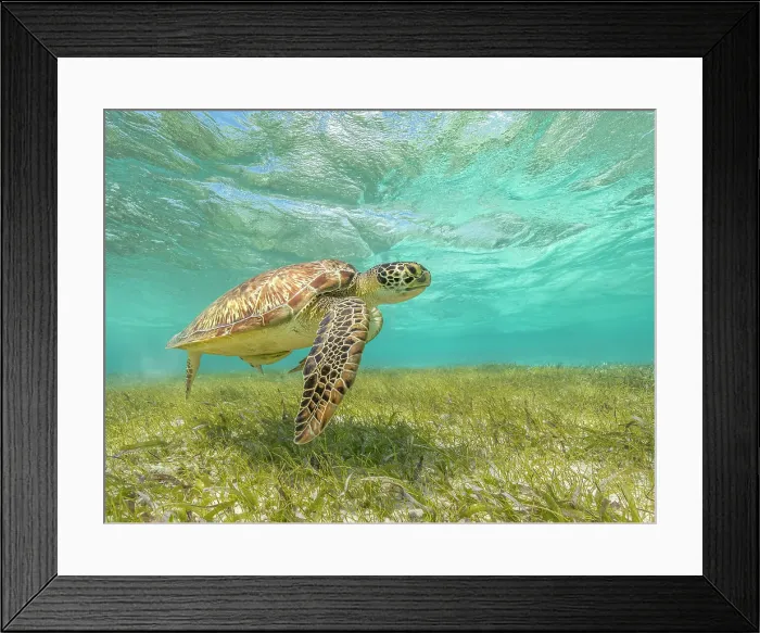 Framed Print : Green Turtle (Chelonia mydas), Grand Cayman, Cayman Islands, British West Indies