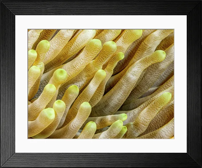 Framed Print : Giant Anemone (Condylactis gigantea), Grand Cayman, Cayman Islands, British West Indies Framed Print : Giant Anemone (Condylactis gigantea), Grand Cayman, Cayman Islands, British West Indies