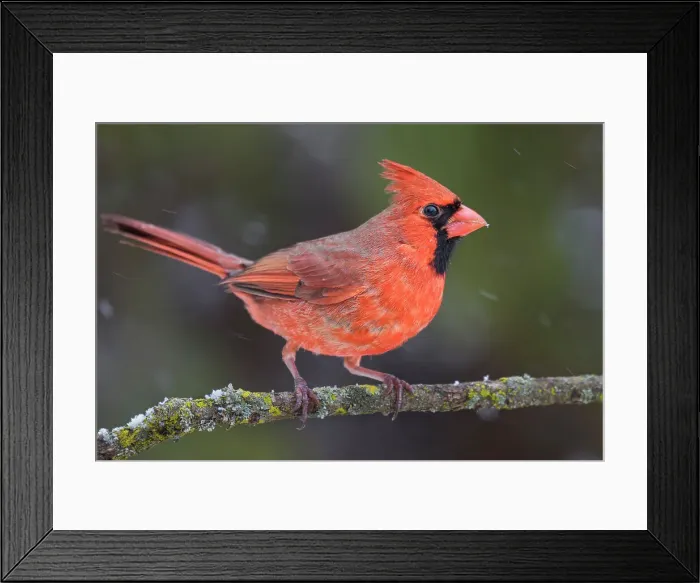 Framed Print : Northern Cardinal (Cardinalis cardinalis) - male, Thornton, Ontario, Canada Framed Print : Northern Cardinal (Cardinalis cardinalis) - male, Thornton, Ontario, Canada
