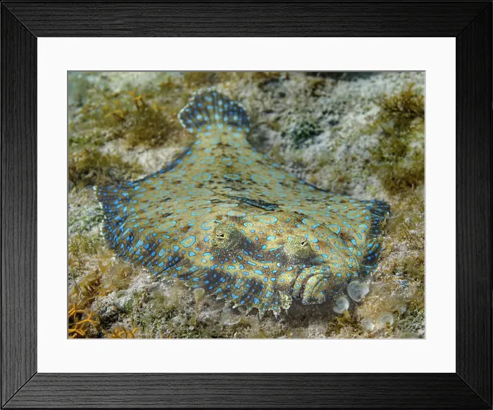 Framed Print : Peacock Flounder (Bothus lunatus), Grand Cayman, Cayman Islands, British West Indies Framed Print : Peacock Flounder (Bothus lunatus), Grand Cayman, Cayman Islands, British West Indies