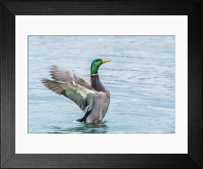 Framed Print : Mallard (Anas platyrhynchos) drake wing flap, Humber Bay Park, Toronto, Ontario, Canada Framed Print : Mallard (Anas platyrhynchos) drake wing flap, Humber Bay Park, Toronto, Ontario, Canada