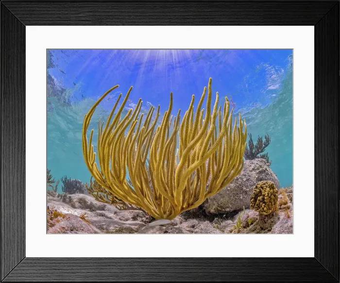 Framed Print : Gorgonian soft coral at Barefoot Beach, Grand Cayman, Cayman Islands, British West Indies Framed Print : Gorgonian soft coral at Barefoot Beach, Grand Cayman, Cayman Islands, British West Indies