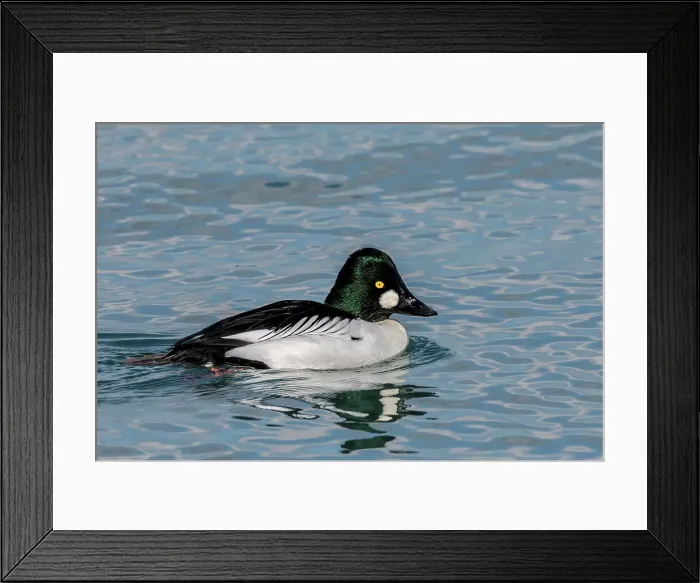 Framed Print : Common Goldeneye (Bucephala clangula), Ontario, Canada Framed Print : Common Goldeneye (Bucephala clangula), Ontario, Canada