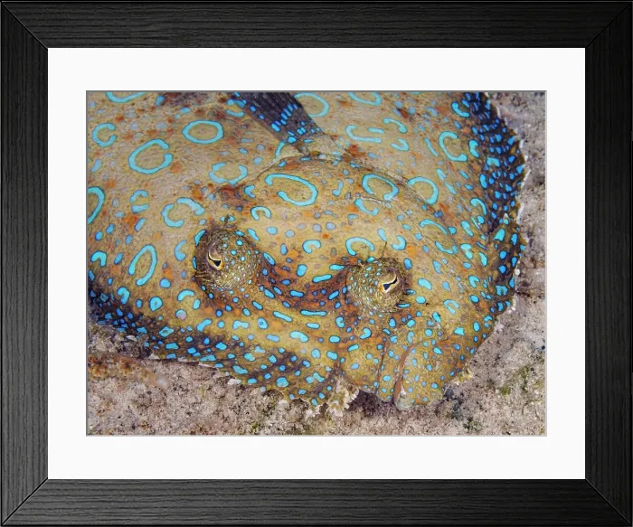 Framed Print : Peacock Flounder (Bothus lunatus), Grand Cayman, Cayman Islands, British West Indies Framed Print : Peacock Flounder (Bothus lunatus), Grand Cayman, Cayman Islands, British West Indies