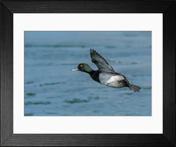 Framed Print : Greater Scaup (Aythya marila) in flight over Lake Ontario, Toronto, Ontario, Canada Framed Print : Greater Scaup (Aythya marila) in flight over Lake Ontario, Toronto, Ontario, Canada