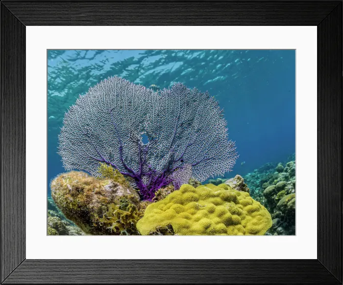 Framed Print : Common Sea Fan (Gorgonia ventalina) on shallow ocean reef, Grand Cayman, Cayman Islands, British West Indies Framed Print : Common Sea Fan (Gorgonia ventalina) on shallow ocean reef, Grand Cayman, Cayman Islands, British West Indies