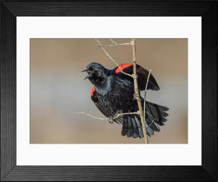Framed Print : Red-winged Blackbird (Agelaius phoeniceus), Ontario, Canada Framed Print : Red-winged Blackbird (Agelaius phoeniceus), Ontario, Canada