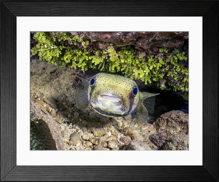 Framed Print : Porcupinefish (Diodon hystrix), Grand Cayman, Cayman Islands, British West Indies Framed Print : Porcupinefish (Diodon hystrix), Grand Cayman, Cayman Islands, British West Indies