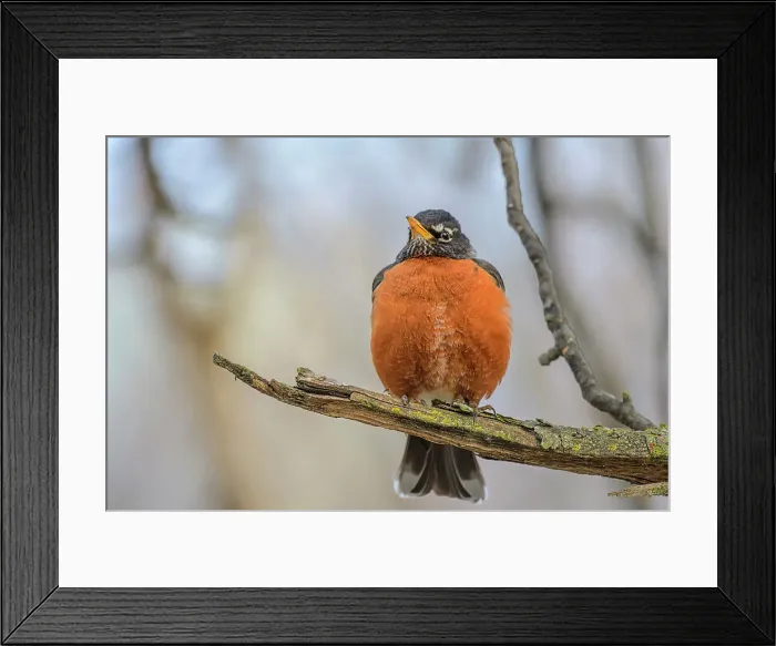 Framed Print : American Robin (Turdus migratorius), Humber Bay Park, Toronto, Ontario, Canada Framed Print : American Robin (Turdus migratorius), Humber Bay Park, Toronto, Ontario, Canada