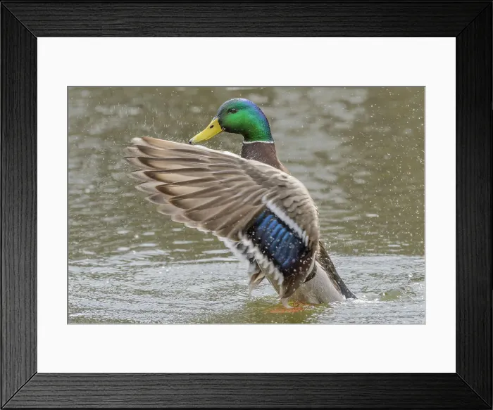 Framed Print : Mallard (Anas platyrhynchos) drake wing flap, Humber Bay Park, Toronto, Ontario, Canada Framed Print : Mallard (Anas platyrhynchos) drake wing flap, Humber Bay Park, Toronto, Ontario, Canada