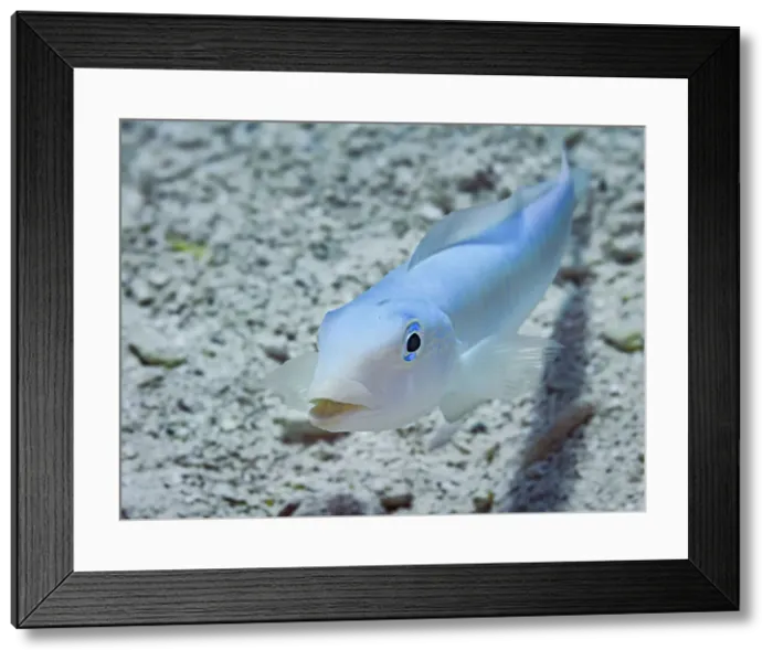Framed Print : Sand Tilefish (Malacanthus plumieri), Grand Cayman, Cayman Islands, British West Indies Framed Print : Sand Tilefish (Malacanthus plumieri), Grand Cayman, Cayman Islands, British West Indies