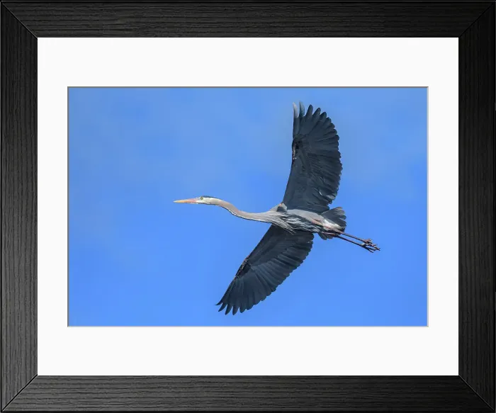 Framed Print : Great Blue Heron (Ardea herodias), Muskoka, Ontario, Canada Framed Print : Great Blue Heron (Ardea herodias), Muskoka, Ontario, Canada
