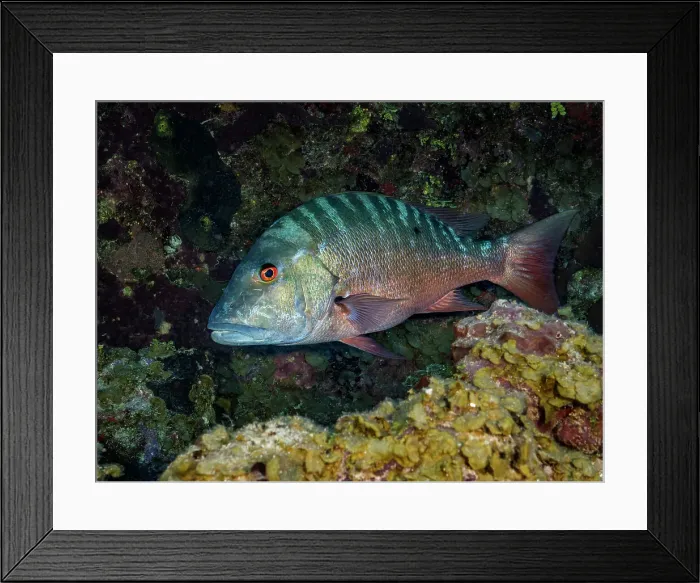 Framed Print : Mutton Snapper ( Lutjanus analis), Grand Cayman, Cayman Islands, British West Indies Framed Print : Mutton Snapper ( Lutjanus analis), Grand Cayman, Cayman Islands, British West Indies