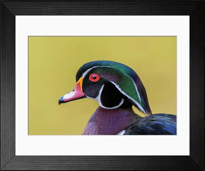 Framed Print : Wood Duck (Aix sponsa) drake, Totonto, Ontario, Canada Framed Print : Wood Duck (Aix sponsa) drake, Totonto, Ontario, Canada