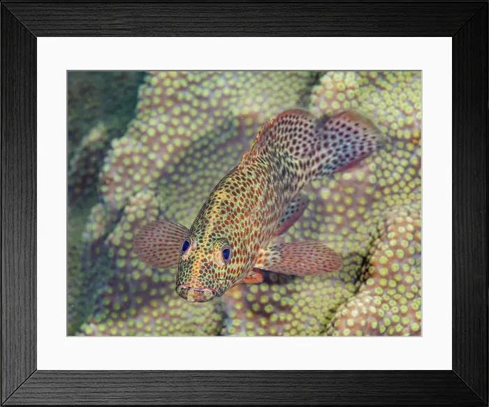 Framed Print : Graysby (Cephalopholis cruentata), Grand Cayman, Cayman Islands, British West Indies Framed Print : Graysby (Cephalopholis cruentata), Grand Cayman, Cayman Islands, British West Indies