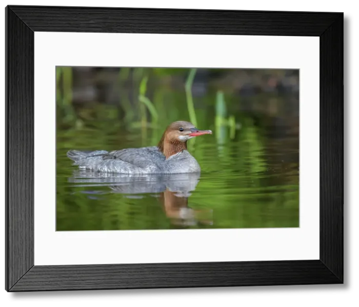 Framed Print : Common Merganser (Mergus merganser), Horseshoe Lake, Parry Sound, Ontario, Canada Framed Print : Common Merganser (Mergus merganser), Horseshoe Lake, Parry Sound, Ontario, Canada