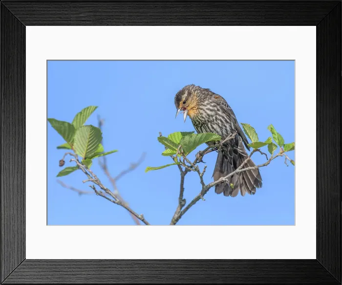 Framed Print : Red-winged Blackbird (Agelaius phoeniceus) female, Muskoka, Ontario, Canada Framed Print : Red-winged Blackbird (Agelaius phoeniceus) female, Muskoka, Ontario, Canada