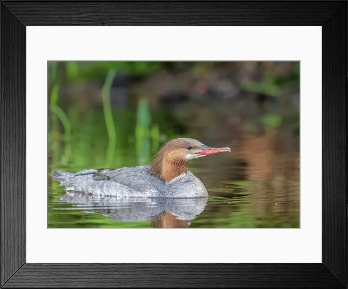 Framed Print : Common Merganser (Mergus merganser), Horseshoe Lake, Parry Sound, Ontario, Canada Framed Print : Common Merganser (Mergus merganser), Horseshoe Lake, Parry Sound, Ontario, Canada