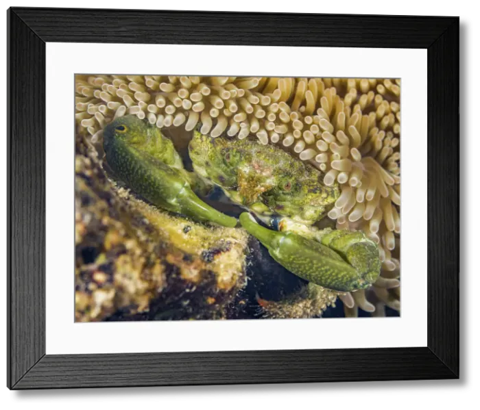 Framed Print : Green Clinging Crab (Mithraculus sculptus) hiding under Sun Anenome (Stichodactyla helianthus), Grand Cayman, Cayman Islands, British West Indies Framed Print : Green Clinging Crab (Mithraculus sculptus) hiding under Sun Anenome (Stichodactyla helianthus), Grand Cayman, Cayman Islands, British West Indies